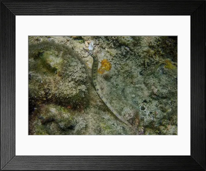 Framed Print : Messmate pipefish (Corythoichthys intestinalis) swimming among coral reefs in Bawean Island, East Java, Indonesia Framed Print : Messmate pipefish (Corythoichthys intestinalis) swimming among coral reefs in Bawean Island, East Java, Indonesia