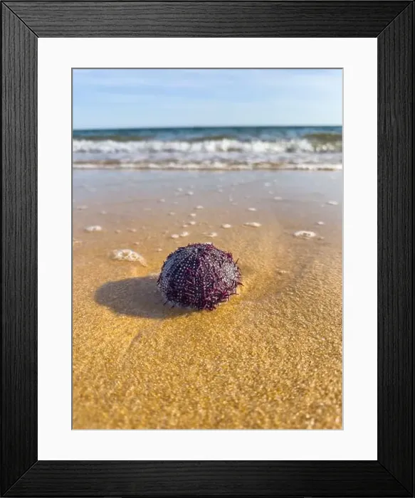 Framed Print : Purple sea urchin resting on the wet sand with ocean waves in the background Framed Print : Purple sea urchin resting on the wet sand with ocean waves in the background