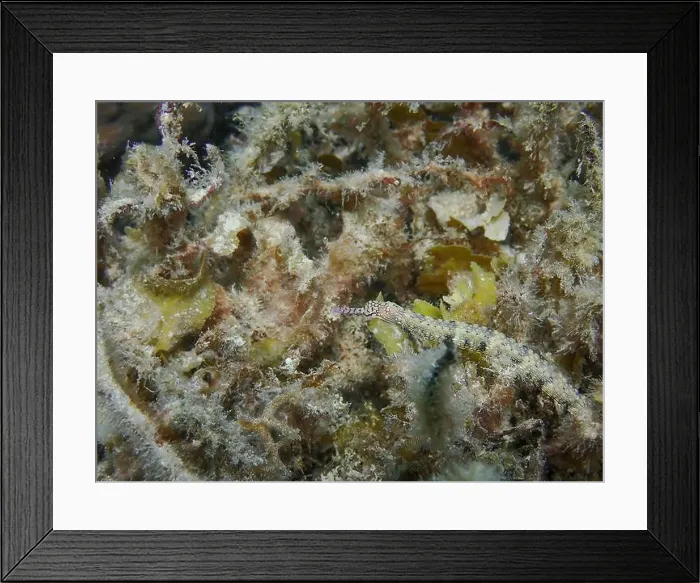 Framed Print : Messmate pipefish (Corythoichthys intestinalis) swimming among coral reefs in Bawean Island, East Java, Indonesia Framed Print : Messmate pipefish (Corythoichthys intestinalis) swimming among coral reefs in Bawean Island, East Java, Indonesia