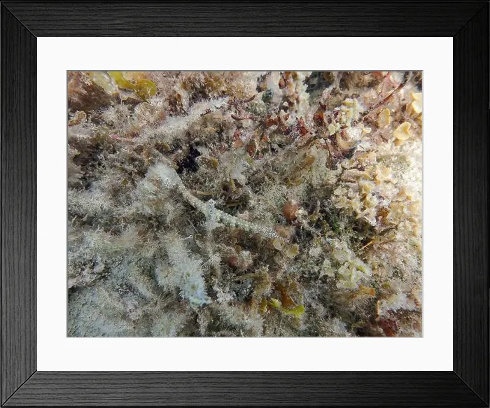Framed Print : Messmate pipefish (Corythoichthys intestinalis) swimming among coral reefs in Bawean Island, East Java, Indonesia Framed Print : Messmate pipefish (Corythoichthys intestinalis) swimming among coral reefs in Bawean Island, East Java, Indonesia