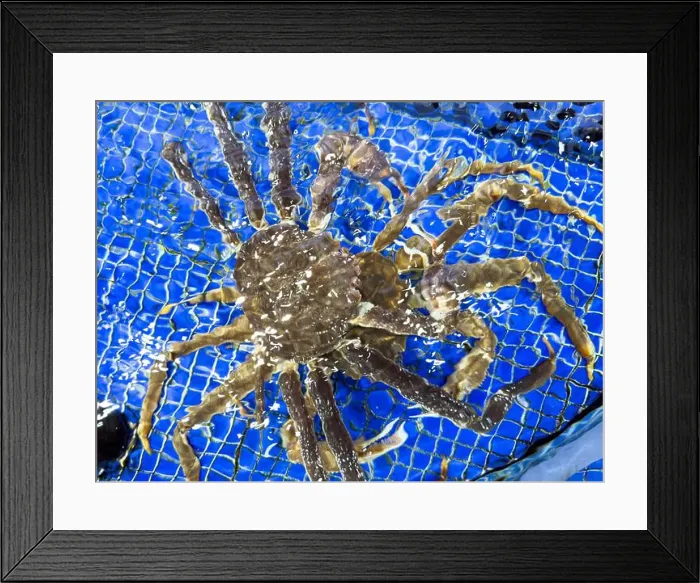Framed Print : King Crab under water. Alaskan King Crabs in aquarium. The Red king crab Framed Print : King Crab under water. Alaskan King Crabs in aquarium. The Red king crab
