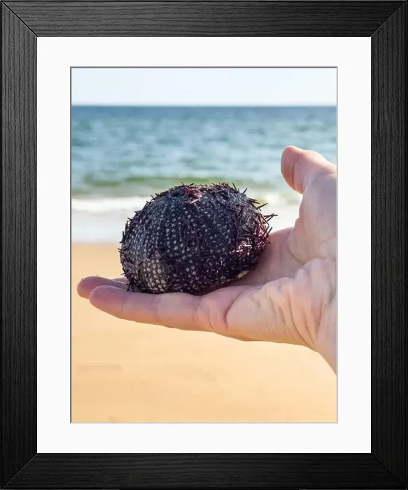 Framed Print : Hand holding a purple sea urchin with the ocean and sandy beach in the background Framed Print : Hand holding a purple sea urchin with the ocean and sandy beach in the background
