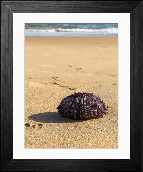 Framed Print : Spiky sea urchin casting a shadow on the beach near the waters edge Framed Print : Spiky sea urchin casting a shadow on the beach near the waters edge