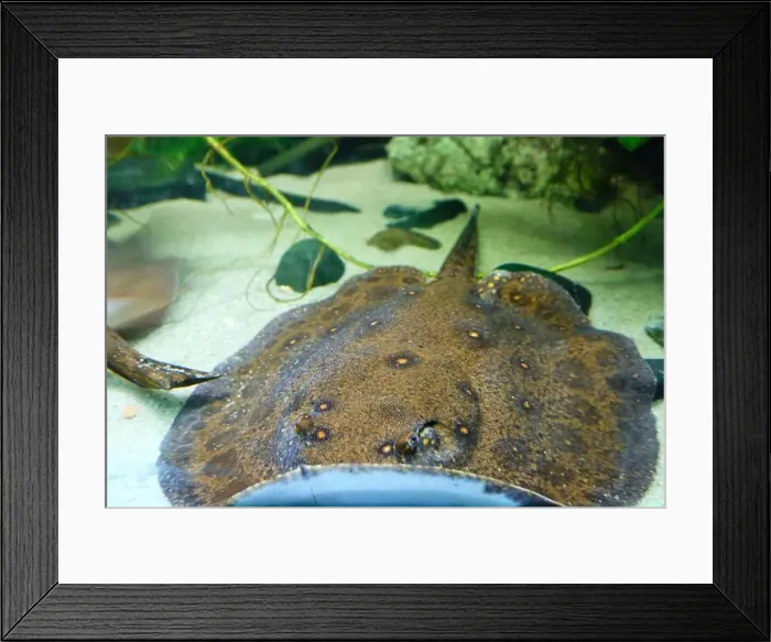 Framed Print : Ocellate river stingray, also known as the Black river stingray Framed Print : Ocellate river stingray, also known as the Black river stingray