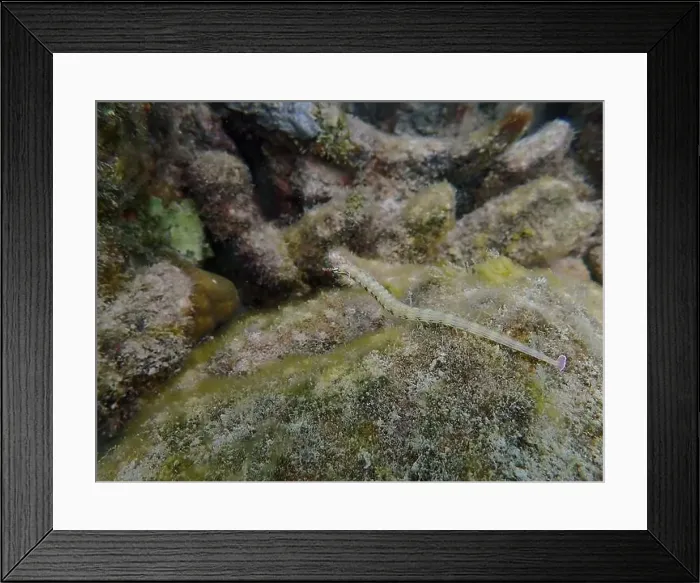 Framed Print : Messmate pipefish (Corythoichthys intestinalis) swimming among coral reefs in Bawean Island, East Java, Indonesia Framed Print : Messmate pipefish (Corythoichthys intestinalis) swimming among coral reefs in Bawean Island, East Java, Indonesia
