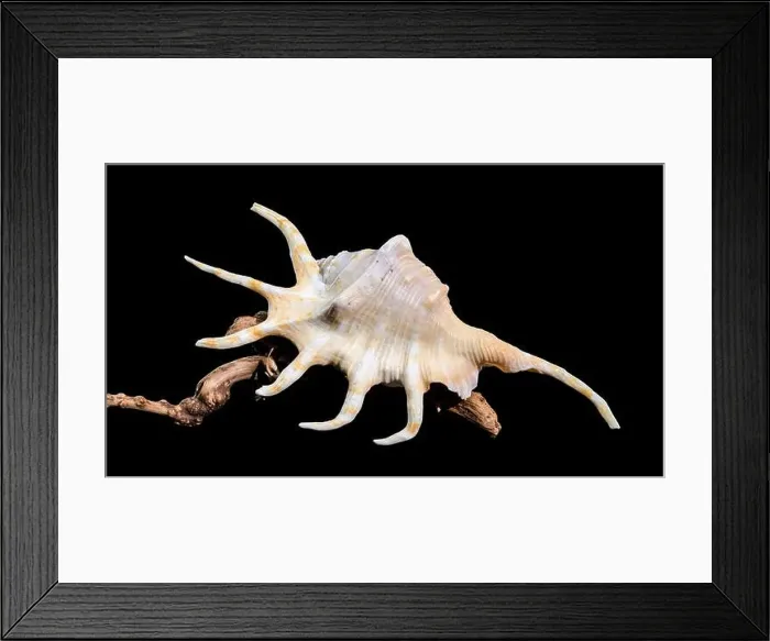 Framed Print : Close-up of a Lambis spider conch shell with vibrant orange interior Framed Print : Close-up of a Lambis spider conch shell with vibrant orange interior