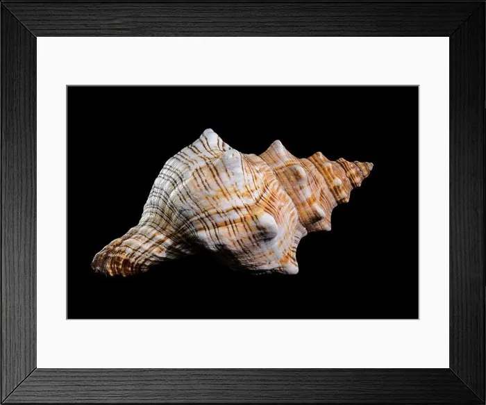Framed Print : Pleuroploca trapezium or trapezium horse conch shell Framed Print : Pleuroploca trapezium or trapezium horse conch shell