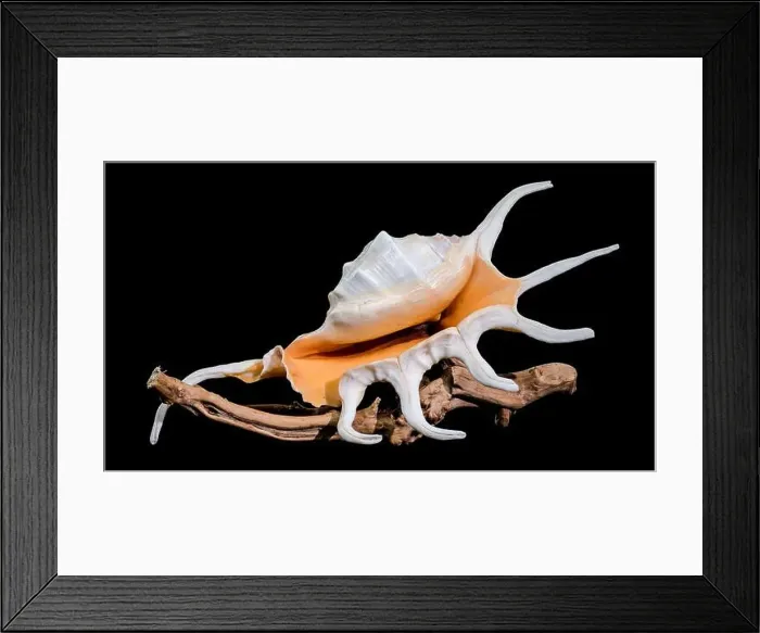 Framed Print : Close-up of a Lambis spider conch shell with vibrant orange interior