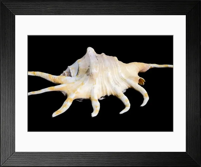 Framed Print : Lambis Spider Conch on Black Background Framed Print : Lambis Spider Conch on Black Background