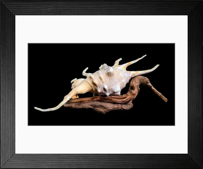 Framed Print : Close-up of a Lambis spider conch shell with vibrant orange interior Framed Print : Close-up of a Lambis spider conch shell with vibrant orange interior