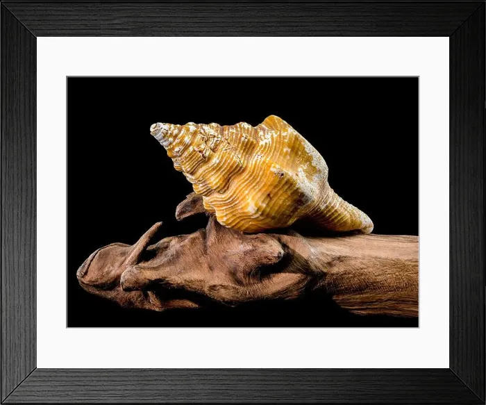 Framed Print : Long-Siphoned Whelk on Driftwood black background Framed Print : Long-Siphoned Whelk on Driftwood black background