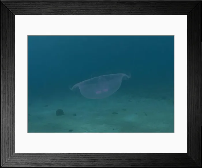 Framed Print : Jellyfish in the Red Sea are colorful and beautiful, Eilat Israel Framed Print : Jellyfish in the Red Sea are colorful and beautiful, Eilat Israel