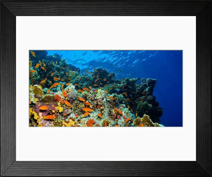 Framed Print : Underwater Landscape, Reef Building Corals, Coral Reef, Red Sea, Egypt, Africa Framed Print : Underwater Landscape, Reef Building Corals, Coral Reef, Red Sea, Egypt, Africa