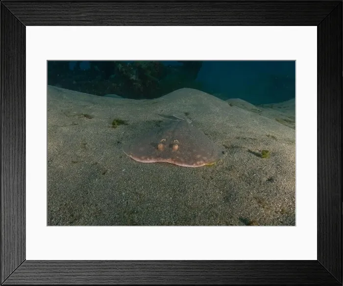 Framed Print : Torpedo sinuspersici On the seabed in the Red Sea, Israel Framed Print : Torpedo sinuspersici On the seabed in the Red Sea, Israel