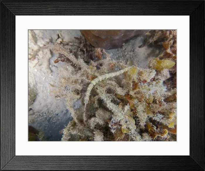 Framed Print : Messmate pipefish (Corythoichthys intestinalis) swimming among coral reefs in Bawean Island, East Java, Indonesia Framed Print : Messmate pipefish (Corythoichthys intestinalis) swimming among coral reefs in Bawean Island, East Java, Indonesia