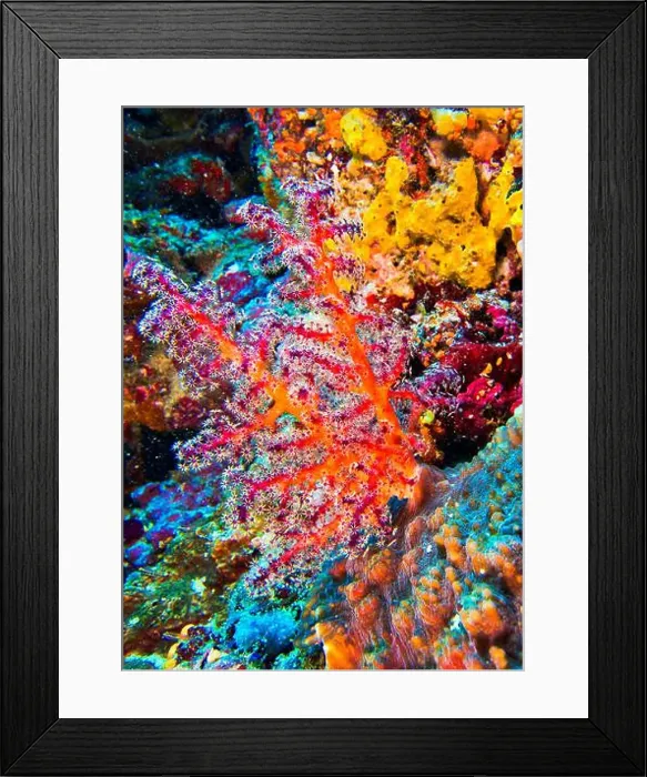 Framed Print : Multi-branched Coral Trees, Soft Coral, Reef Building Corals, Coral Reef, North Ari Atoll, Maldives, Indian Ocean, Asia Framed Print : Multi-branched Coral Trees, Soft Coral, Reef Building Corals, Coral Reef, North Ari Atoll, Maldives, Indian Ocean, Asia