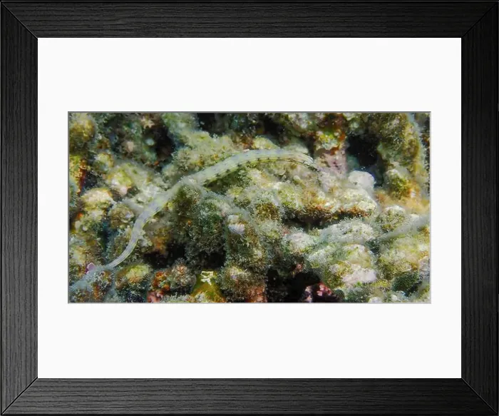 Framed Print : Messmate pipefish (Corythoichthys intestinalis) swimming among coral reefs in Bawean Island, East Java, Indonesia Framed Print : Messmate pipefish (Corythoichthys intestinalis) swimming among coral reefs in Bawean Island, East Java, Indonesia