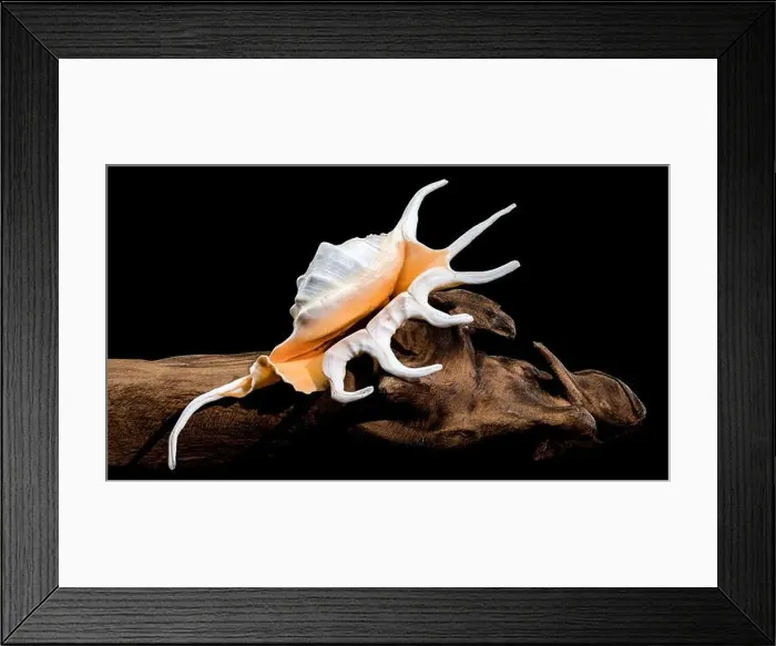 Framed Print : Close-up of a Lambis spider conch shell with vibrant orange interior Framed Print : Close-up of a Lambis spider conch shell with vibrant orange interior