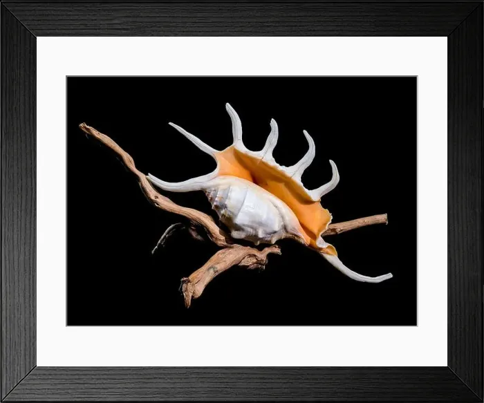 Framed Print : Close-up of a Lambis spider conch shell with vibrant orange interior