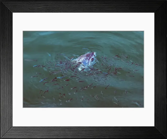 Framed Print : A dead fish is floating in the water with many other fish swimming around it Framed Print : A dead fish is floating in the water with many other fish swimming around it
