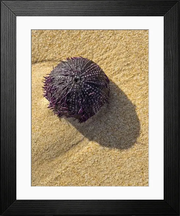 Framed Print : Spiny sea urchin casting a shadow on the sunlit beach Framed Print : Spiny sea urchin casting a shadow on the sunlit beach