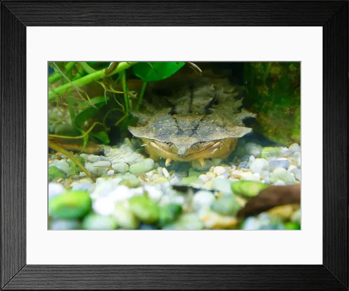 Framed Print : The mata mata is a freshwater turtle found in Wetlands South America Framed Print : The mata mata is a freshwater turtle found in Wetlands South America