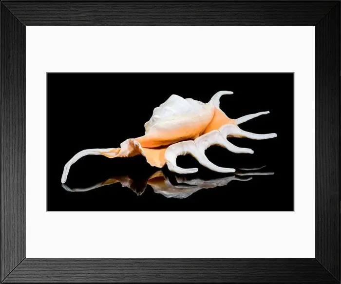 Framed Print : Close-up of a Lambis spider conch shell with vibrant orange interior Framed Print : Close-up of a Lambis spider conch shell with vibrant orange interior