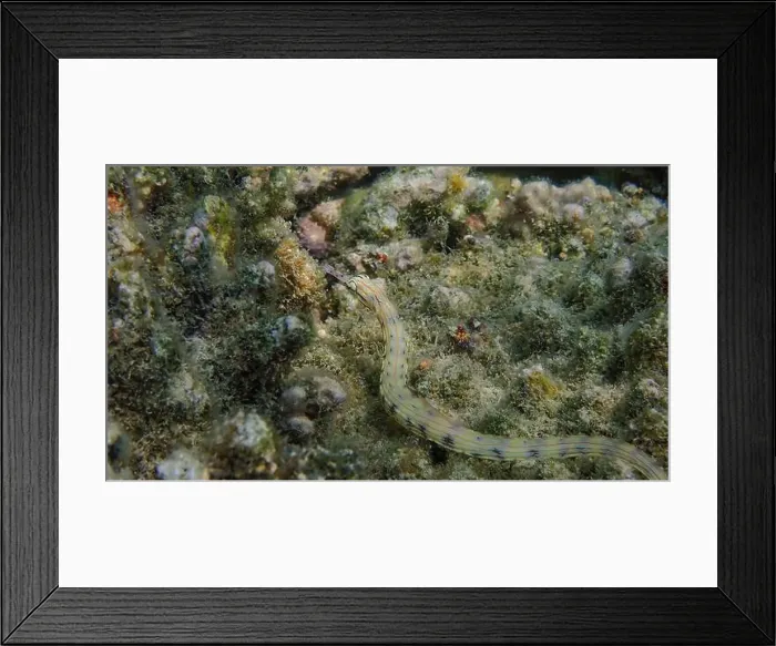 Framed Print : Messmate pipefish (Corythoichthys intestinalis) swimming among coral reefs in Bawean Island, East Java, Indonesia Framed Print : Messmate pipefish (Corythoichthys intestinalis) swimming among coral reefs in Bawean Island, East Java, Indonesia