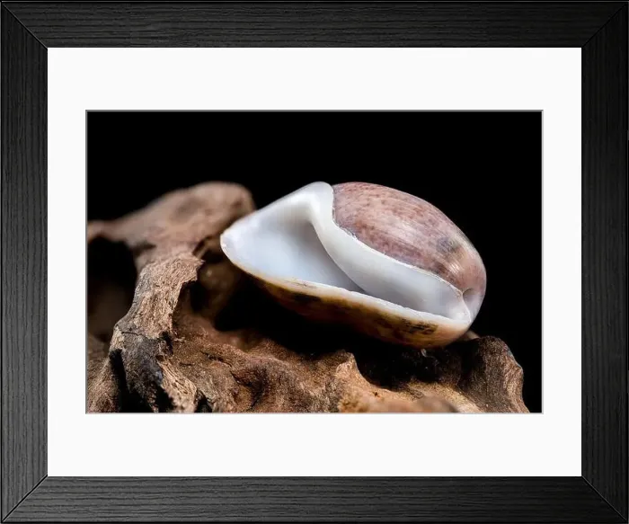 Framed Print : Bulla quoyii, the brown bubble snail on driftwood black background Framed Print : Bulla quoyii, the brown bubble snail on driftwood black background