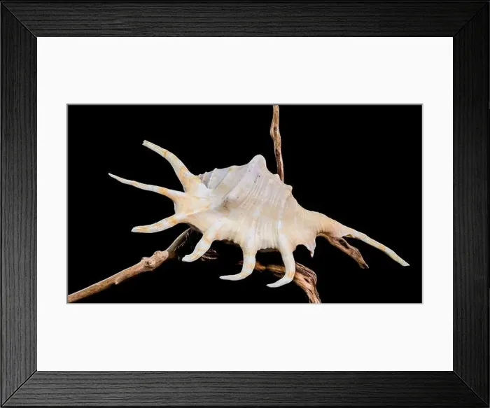 Framed Print : Close-up of a Lambis spider conch shell with vibrant orange interior