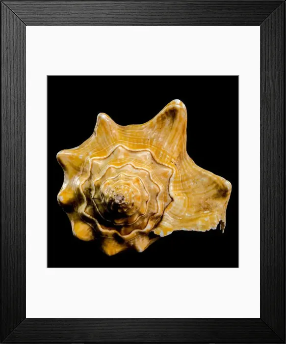 Framed Print : Golden Strombus Shell on black background Framed Print : Golden Strombus Shell on black background