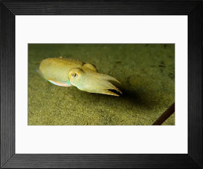 Framed Print : Cuttlefish, Sepia, Sepia officinalis Framed Print : Cuttlefish, Sepia, Sepia officinalis