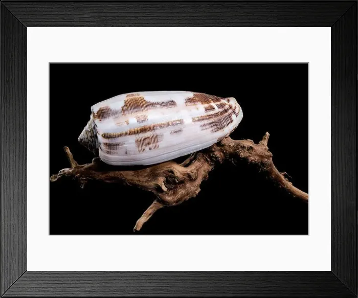 Framed Print : Striated Cone Shell on Driftwood black background Framed Print : Striated Cone Shell on Driftwood black background