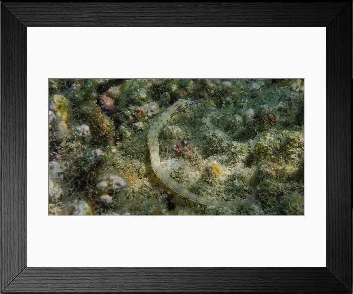Framed Print : Messmate pipefish (Corythoichthys intestinalis) swimming among coral reefs in Bawean Island, East Java, Indonesia Framed Print : Messmate pipefish (Corythoichthys intestinalis) swimming among coral reefs in Bawean Island, East Java, Indonesia
