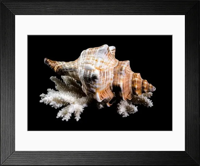 Framed Print : Trapezium Horse Conch on Coral black background Framed Print : Trapezium Horse Conch on Coral black background