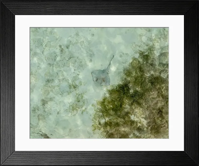 Framed Print : Scenic amazing flight over stingray in the ocean in the Maldives Framed Print : Scenic amazing flight over stingray in the ocean in the Maldives