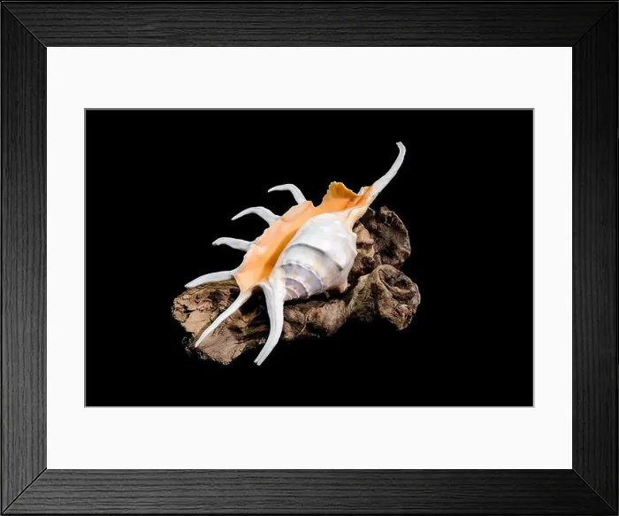 Framed Print : Close-up of a Lambis spider conch shell with vibrant orange interior Framed Print : Close-up of a Lambis spider conch shell with vibrant orange interior