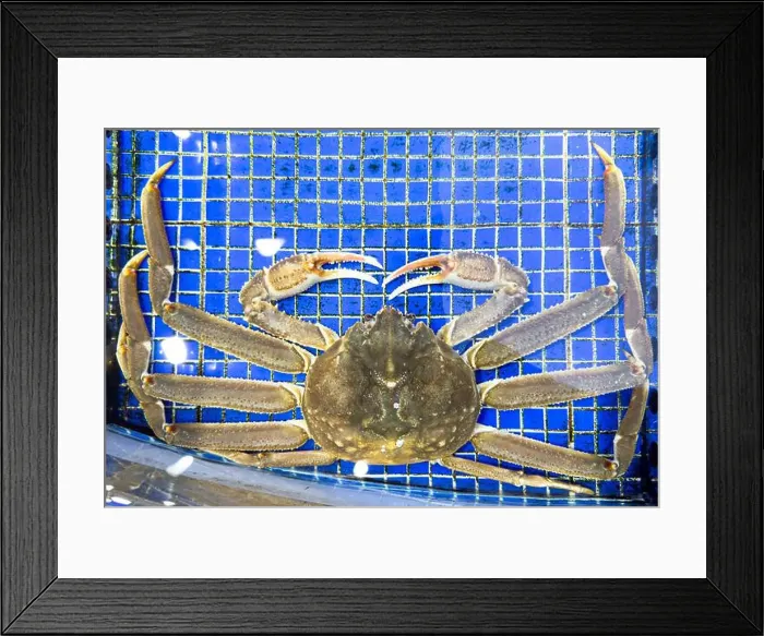 Framed Print : King Crab under water. Alaskan King Crabs in aquarium. The Red king crab Framed Print : King Crab under water. Alaskan King Crabs in aquarium. The Red king crab