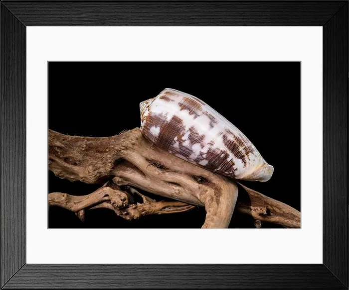 Framed Print : Striated Cone Shell on Driftwood black background Framed Print : Striated Cone Shell on Driftwood black background