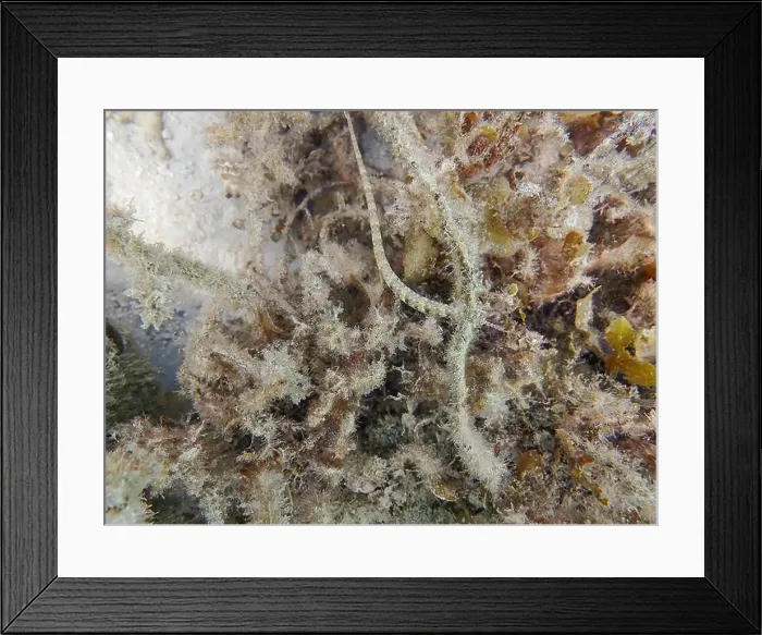 Framed Print : Messmate pipefish (Corythoichthys intestinalis) swimming among coral reefs in Bawean Island, East Java, Indonesia Framed Print : Messmate pipefish (Corythoichthys intestinalis) swimming among coral reefs in Bawean Island, East Java, Indonesia