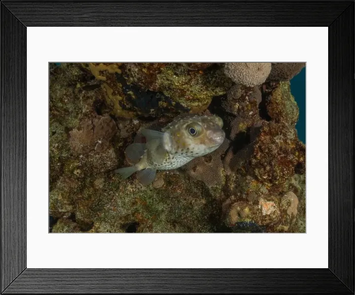 Framed Print : Fish swimming in the Red Sea, colorful fish, Eilat Israel Framed Print : Fish swimming in the Red Sea, colorful fish, Eilat Israel