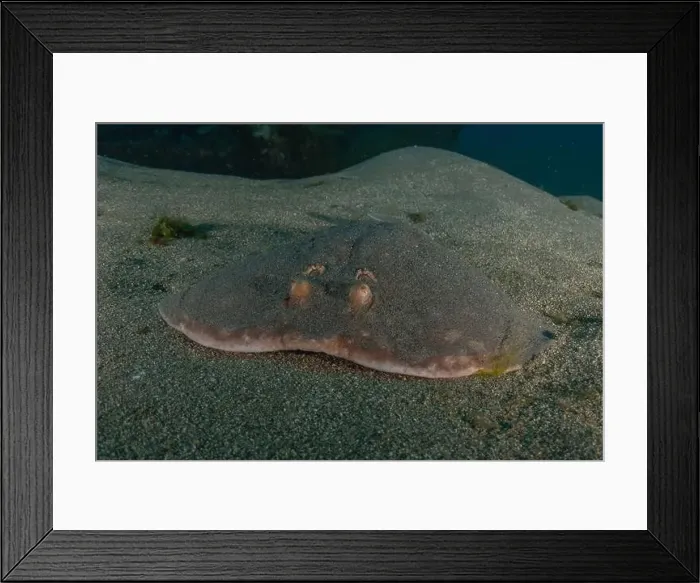 Framed Print : Torpedo sinuspersici On the seabed in the Red Sea, Israel Framed Print : Torpedo sinuspersici On the seabed in the Red Sea, Israel