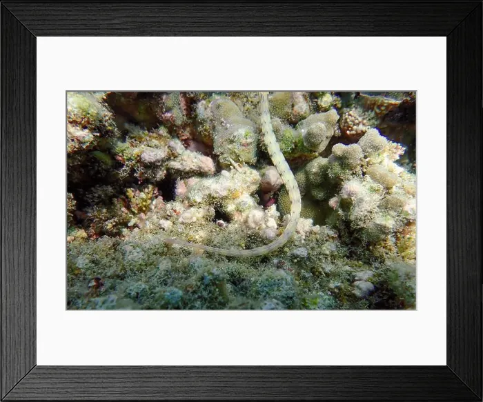 Framed Print : Messmate pipefish (Corythoichthys intestinalis) swimming among coral reefs in Bawean Island, East Java, Indonesia Framed Print : Messmate pipefish (Corythoichthys intestinalis) swimming among coral reefs in Bawean Island, East Java, Indonesia