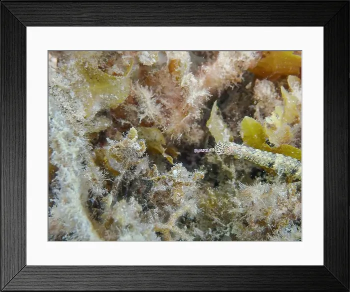 Framed Print : Messmate pipefish (Corythoichthys intestinalis) swimming among coral reefs in Bawean Island, East Java, Indonesia Framed Print : Messmate pipefish (Corythoichthys intestinalis) swimming among coral reefs in Bawean Island, East Java, Indonesia