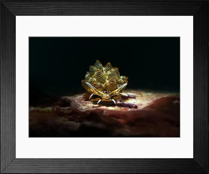 Framed Print : Nudibranch Cyerce nigra. Underwater macro photography from Romblon, Philippines Framed Print : Nudibranch Cyerce nigra. Underwater macro photography from Romblon, Philippines