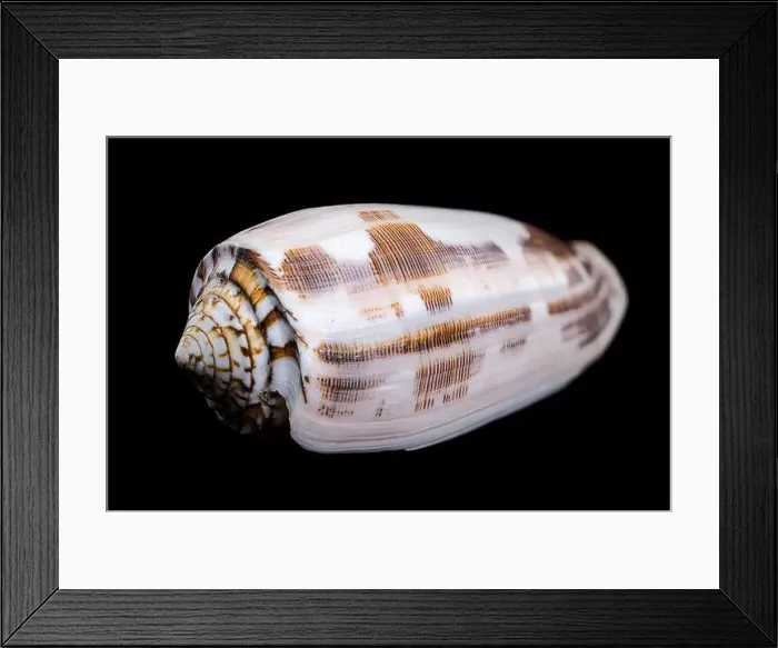 Framed Print : Close-up of a Conus striatus, commonly known as the striated cone shell Framed Print : Close-up of a Conus striatus, commonly known as the striated cone shell
