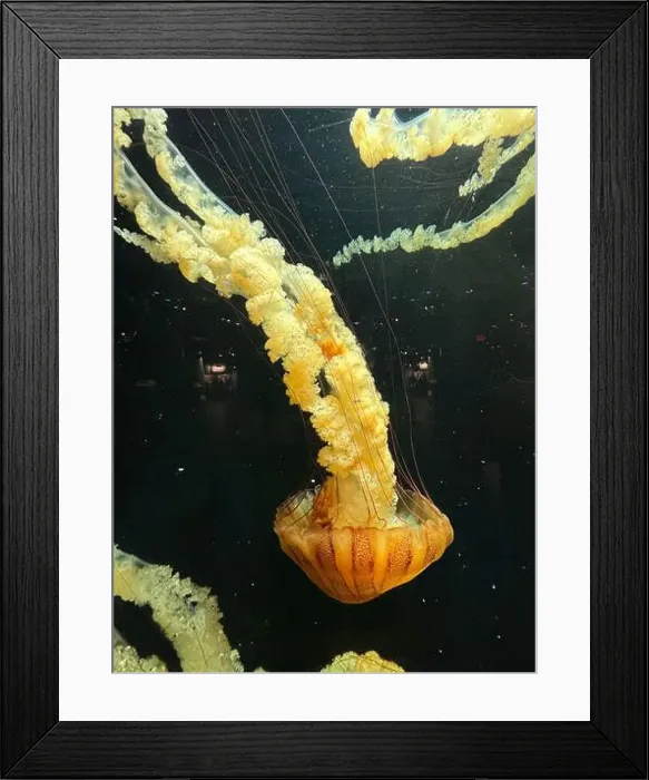 Framed Print : Pacific sea nettle (Chrysaora fuscescens) jellyfish gracefully floats with long Framed Print : Pacific sea nettle (Chrysaora fuscescens) jellyfish gracefully floats with long