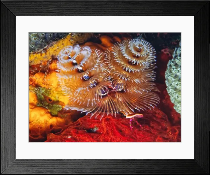 Framed Print : Spirobranchus giganteus, commonly known as Christmas tree worms Framed Print : Spirobranchus giganteus, commonly known as Christmas tree worms