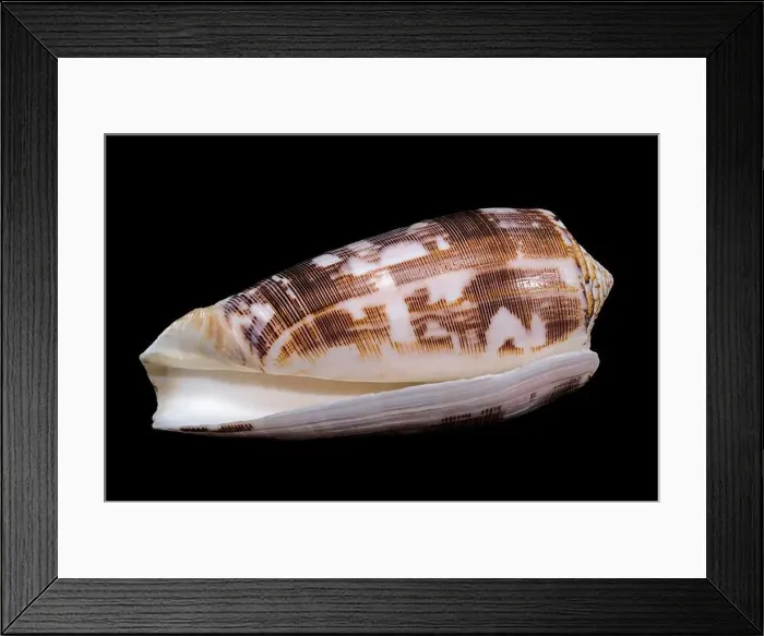 Framed Print : Close-up of a Conus striatus, commonly known as the striated cone shell Framed Print : Close-up of a Conus striatus, commonly known as the striated cone shell