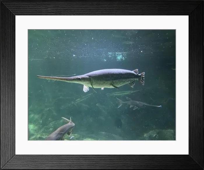 Framed Print : A prehistoric alligator gar glides through the water Framed Print : A prehistoric alligator gar glides through the water